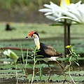Comb-crested Jacana in Centenary Freshwater Lake!<br />Canon EOS 7D + EF400 F5.6L